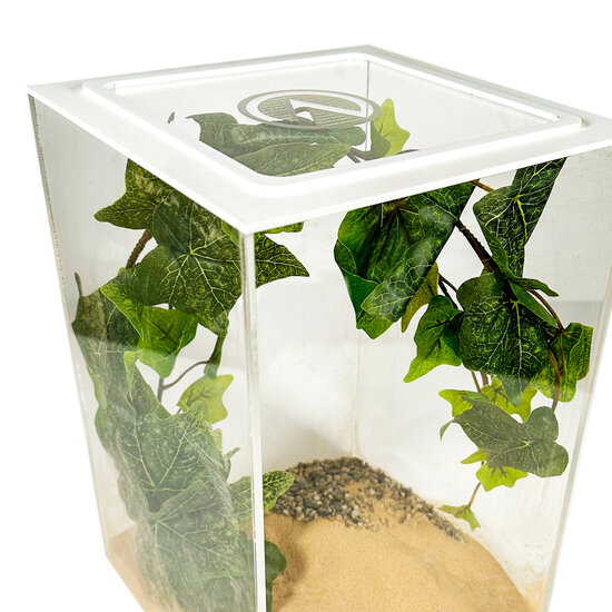 Zoom insecten terrarium