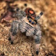 Jumping Spider Isla Juventud