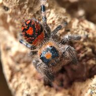 Isla Juventud Phidippus Regius