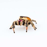 Isla Juventud Jumping Spider