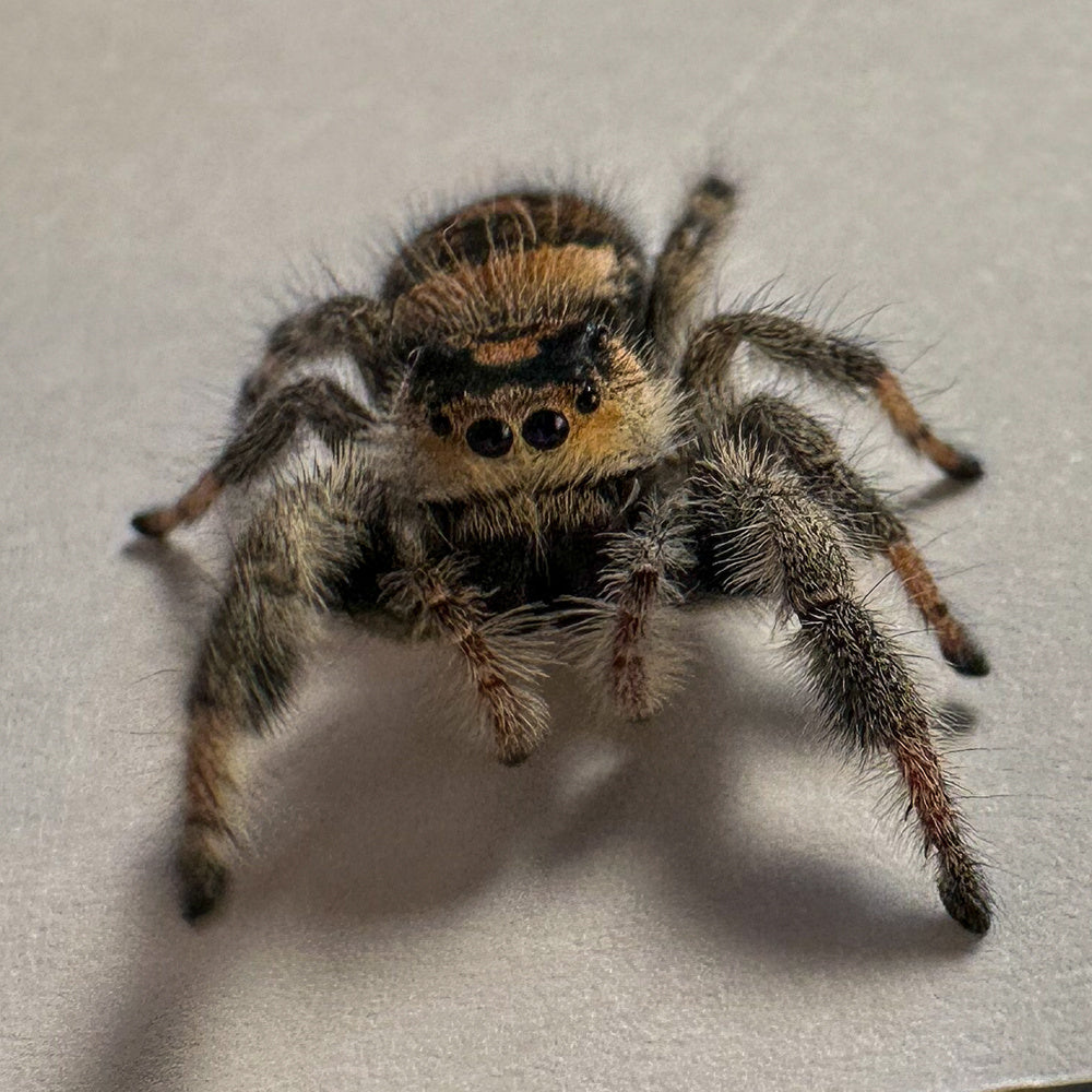 Jumping spider phidippus regius everglades