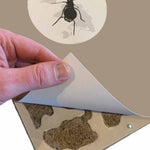Antcover 40x25 Emperor nest