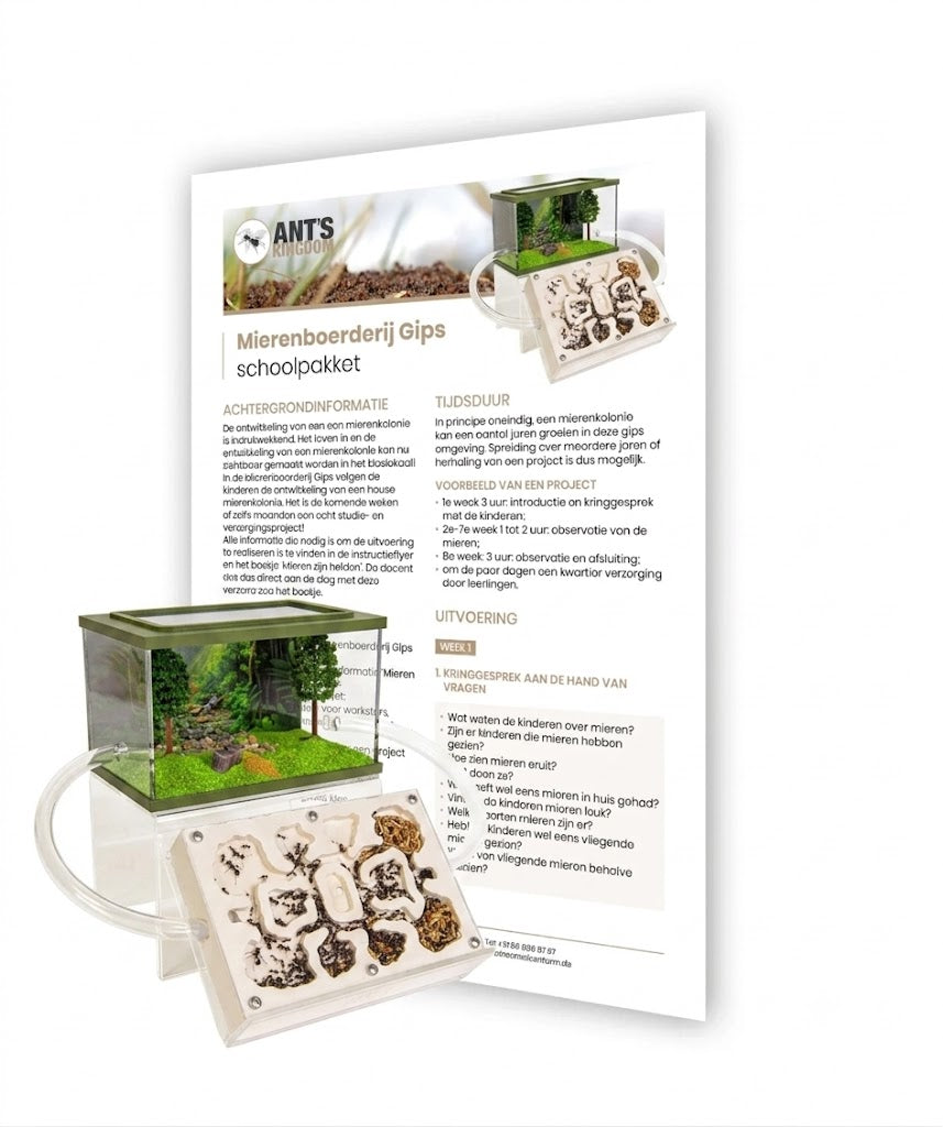 Ameisenfarm Gips Schulset - Komplettes Bildungsprojekt für Schulen & Horte
