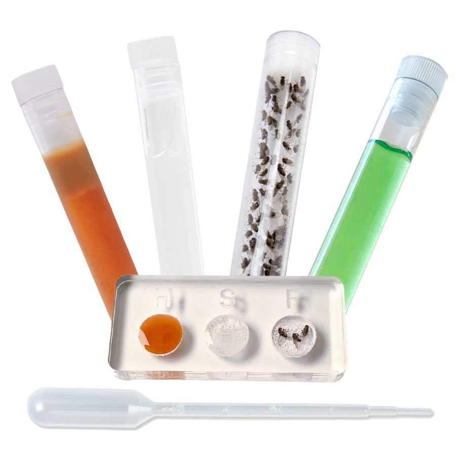 Futterset Deluxe -> All-in-One-Futterpaket für Ameisen